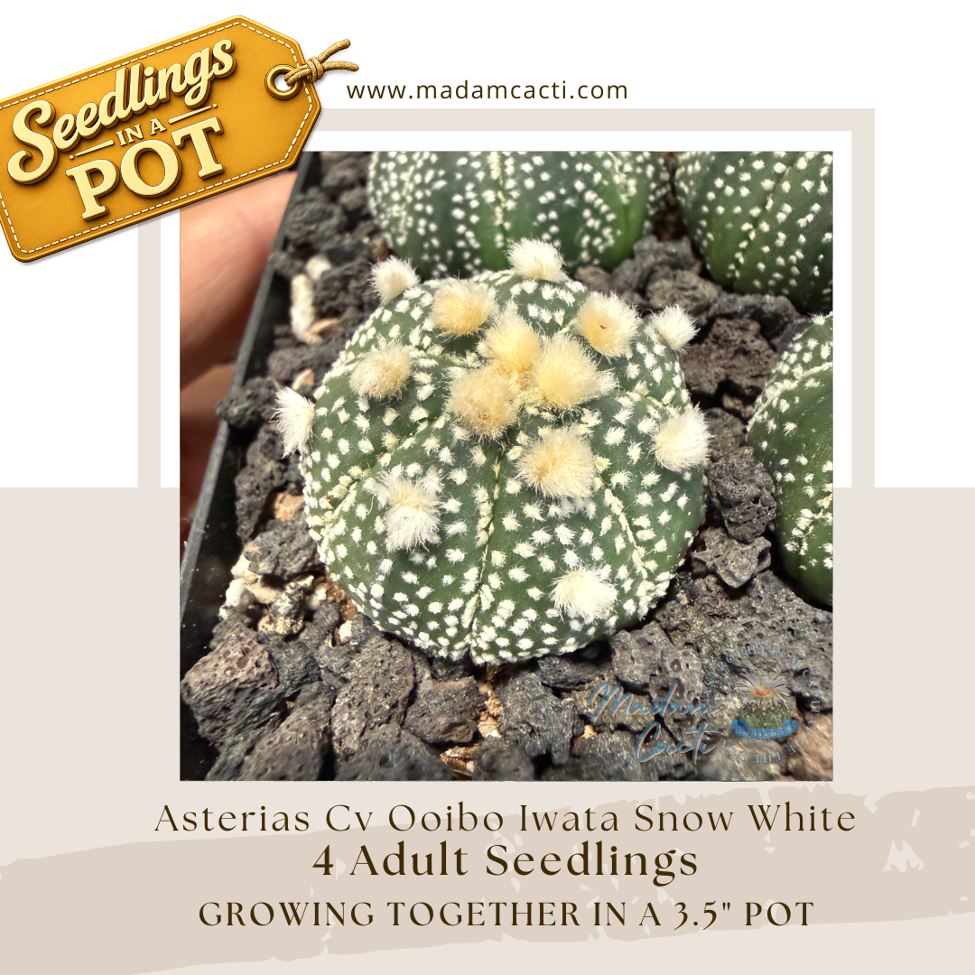 Seedlings In a Pot (9).png