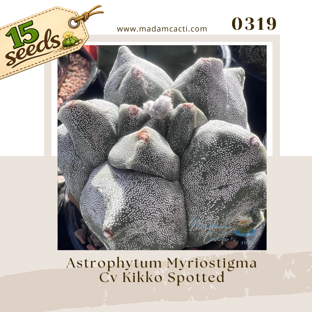 0319 – Astrophytum Myriostigma Cv. Kikko Spotted (15 Seeds)