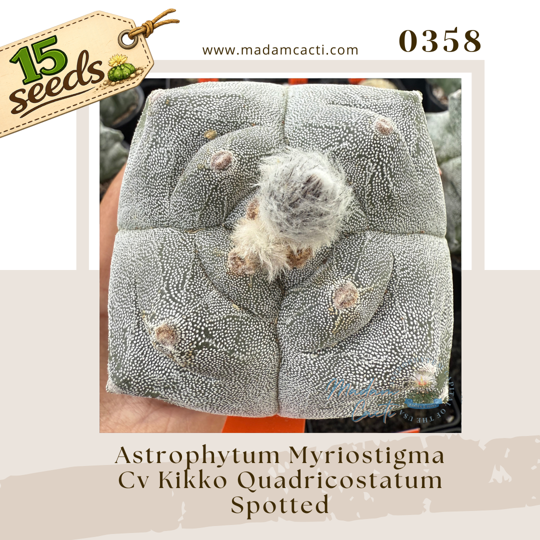 0358 – Astrophytum Myriostigma Cv. Kikko Quadricostatum Spotted (15 Seeds)