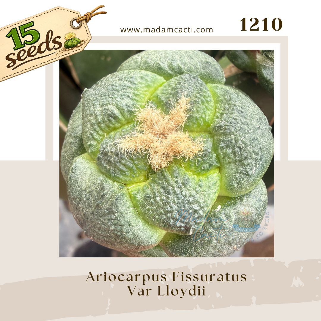 Seed Listing - Ariocarpus (1).png