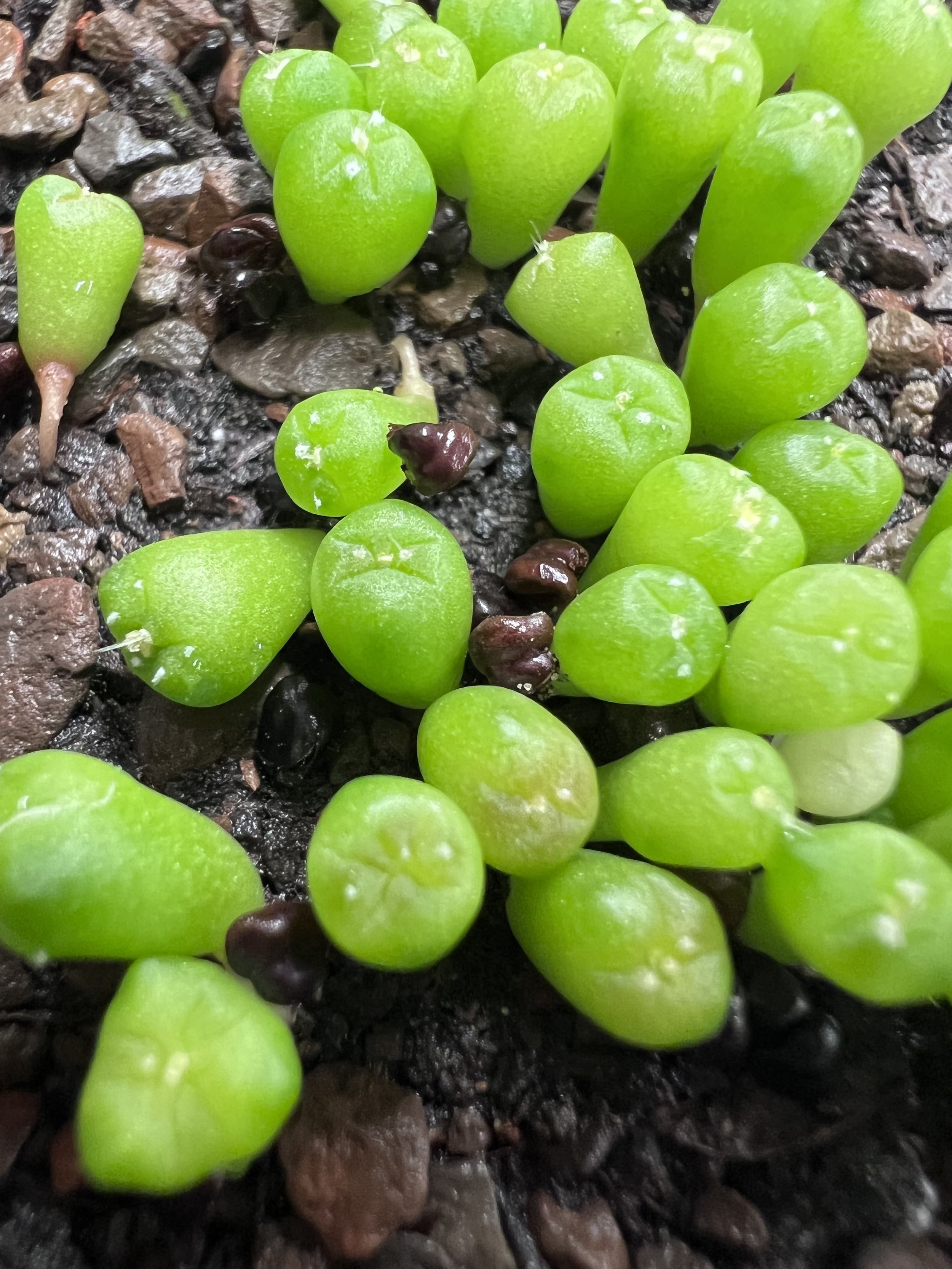 Close-up of small newly germinated asterias, growing plump in the right mix