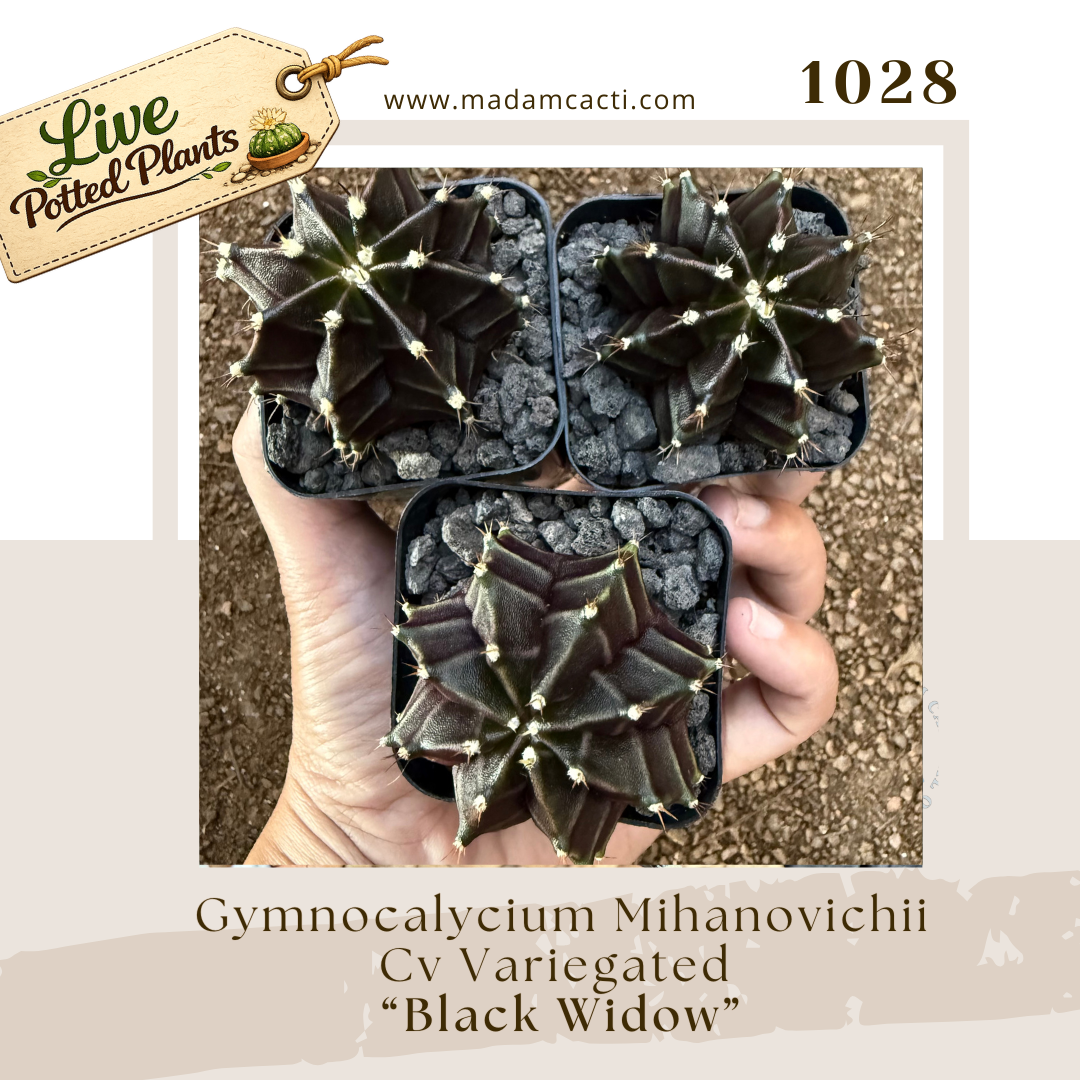 Live Potted Gymnocalycium (12).png