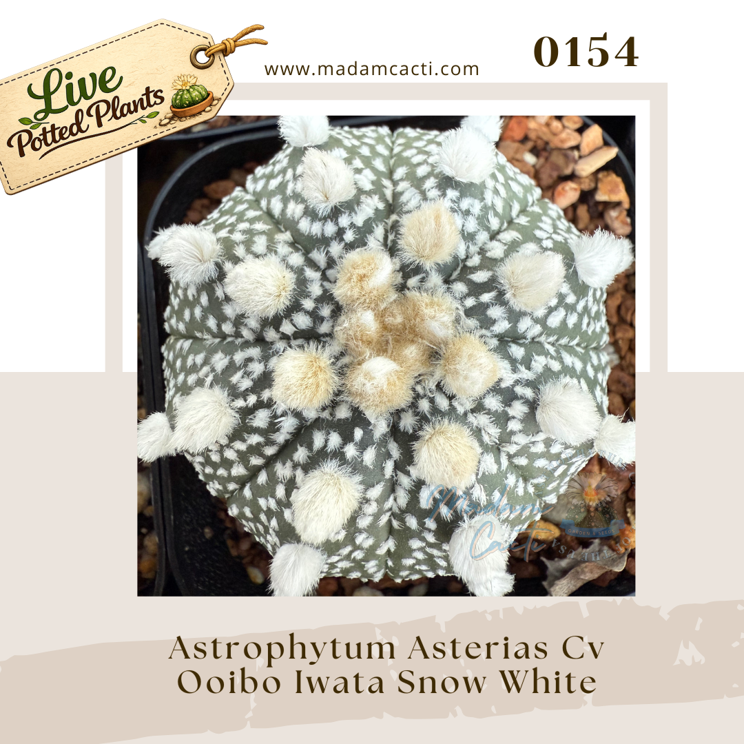 Asterias Live Plants (18).png