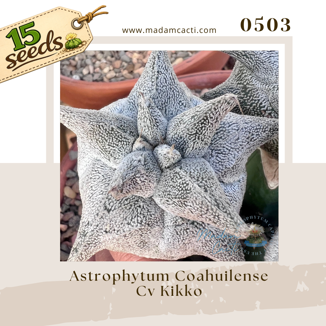 0503 – Astrophytum Coahuilense Cv. Kikko (15 Seeds)
