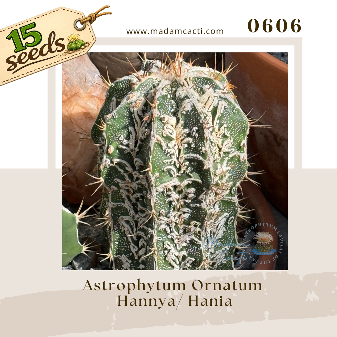 0606 – Astrophytum Ornatum Hannya / Hania (15 Seeds)
