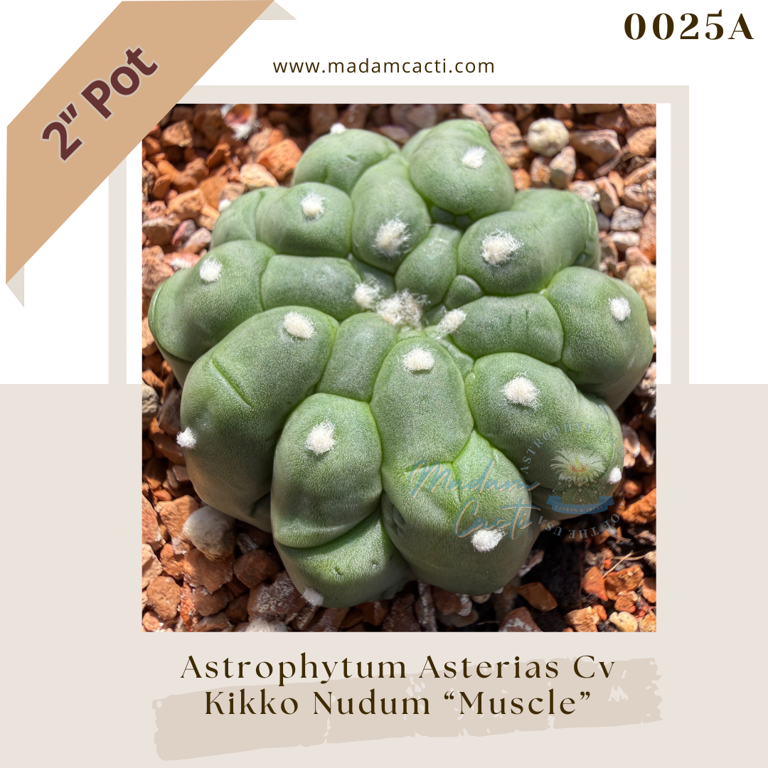 0025A – Astrophytum Asterias Kikko Nudum “Muscle” 2'' Pot
