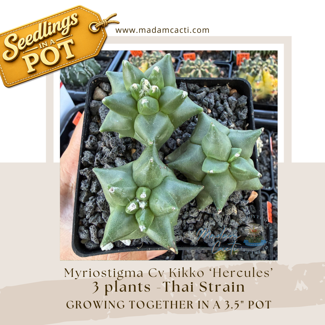 Seedlings In a Pot (11).png