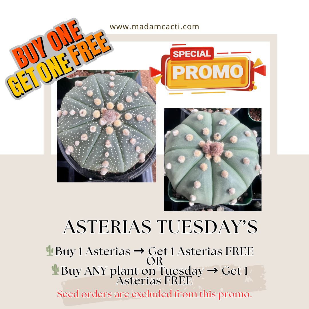 ASTERIAS TUESDAY Buy 1 Get 1 FREE