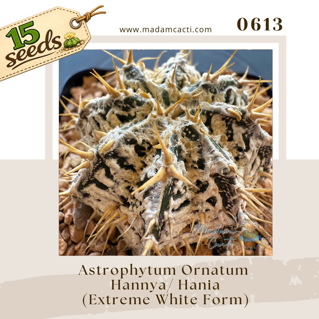 0613 – Astrophytum Ornatum Hannya / Hania - Extreme White Form  (15 Seeds)
