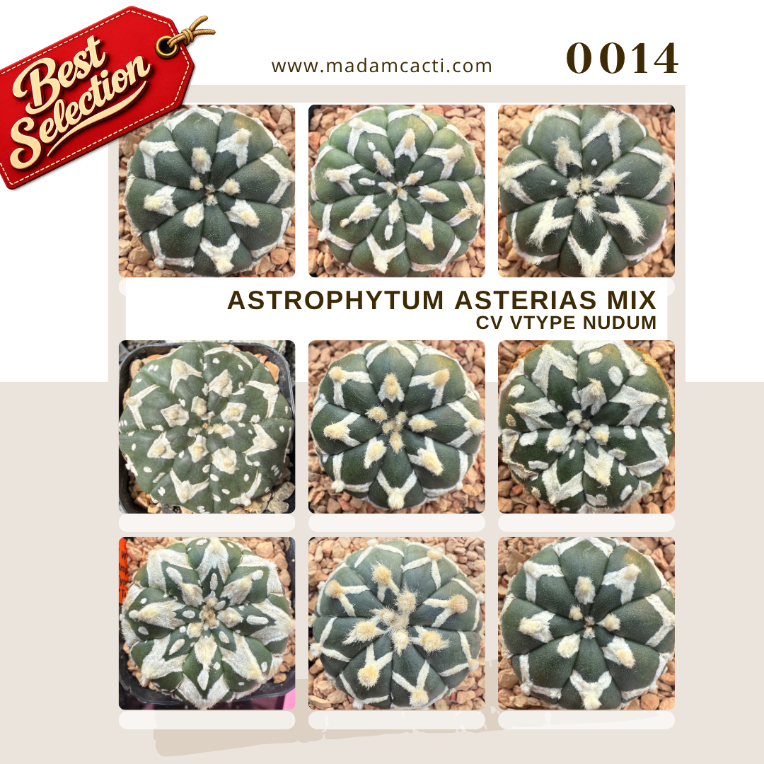 SEED MIXES (17).png