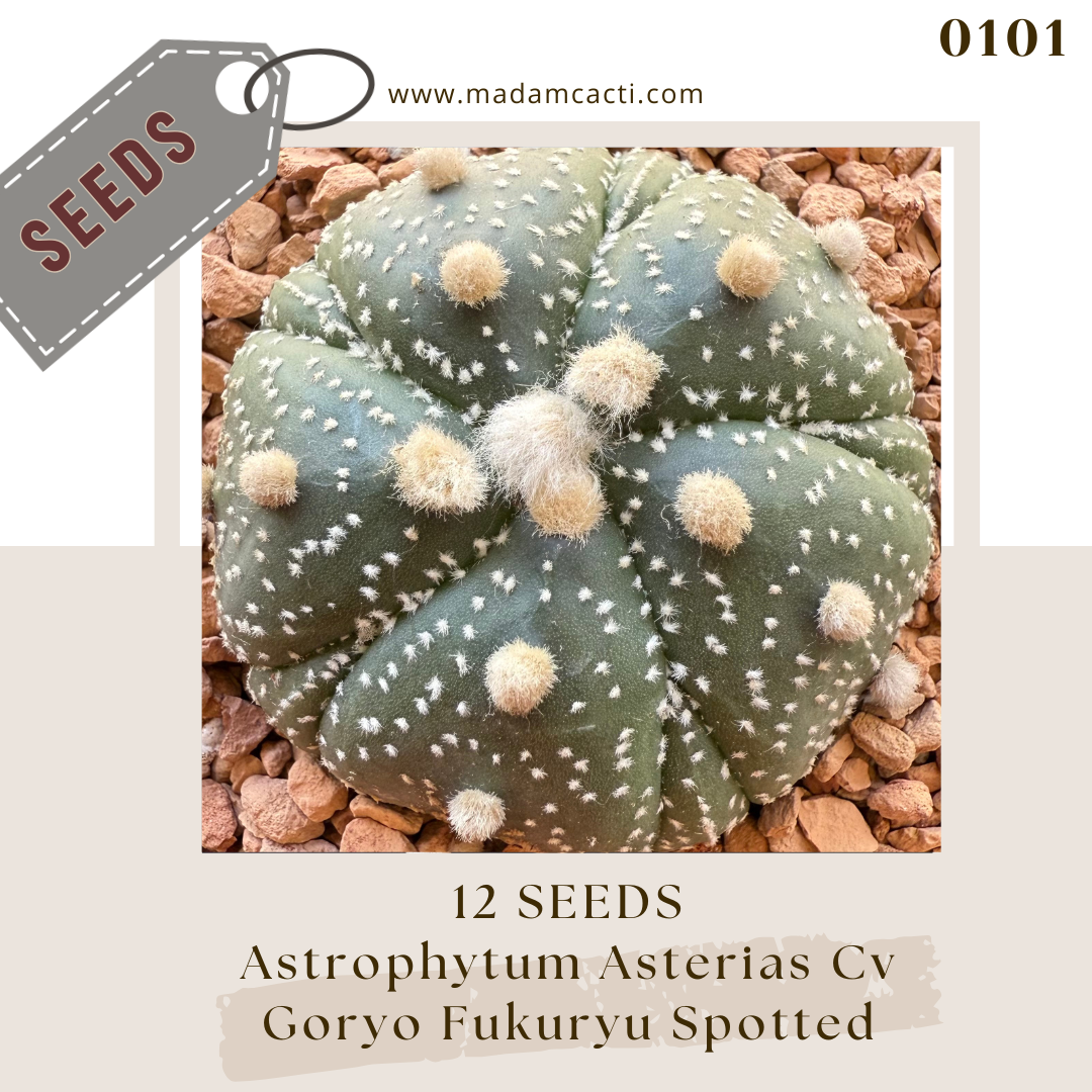 Seeds (38).png
