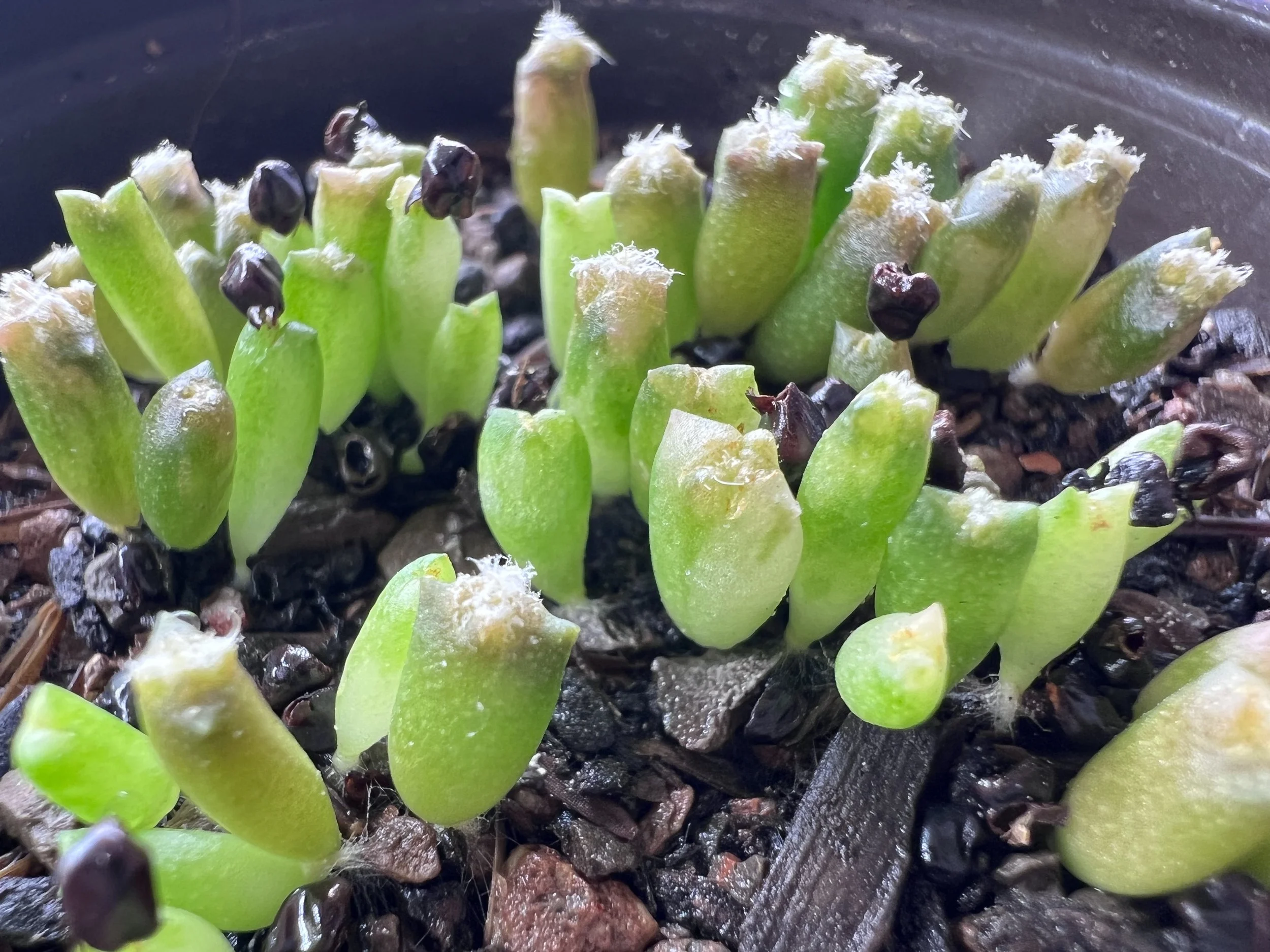 Close-up of a succulent plant with bright green, plump leaves growing in a cluster in soil with small bark chips.