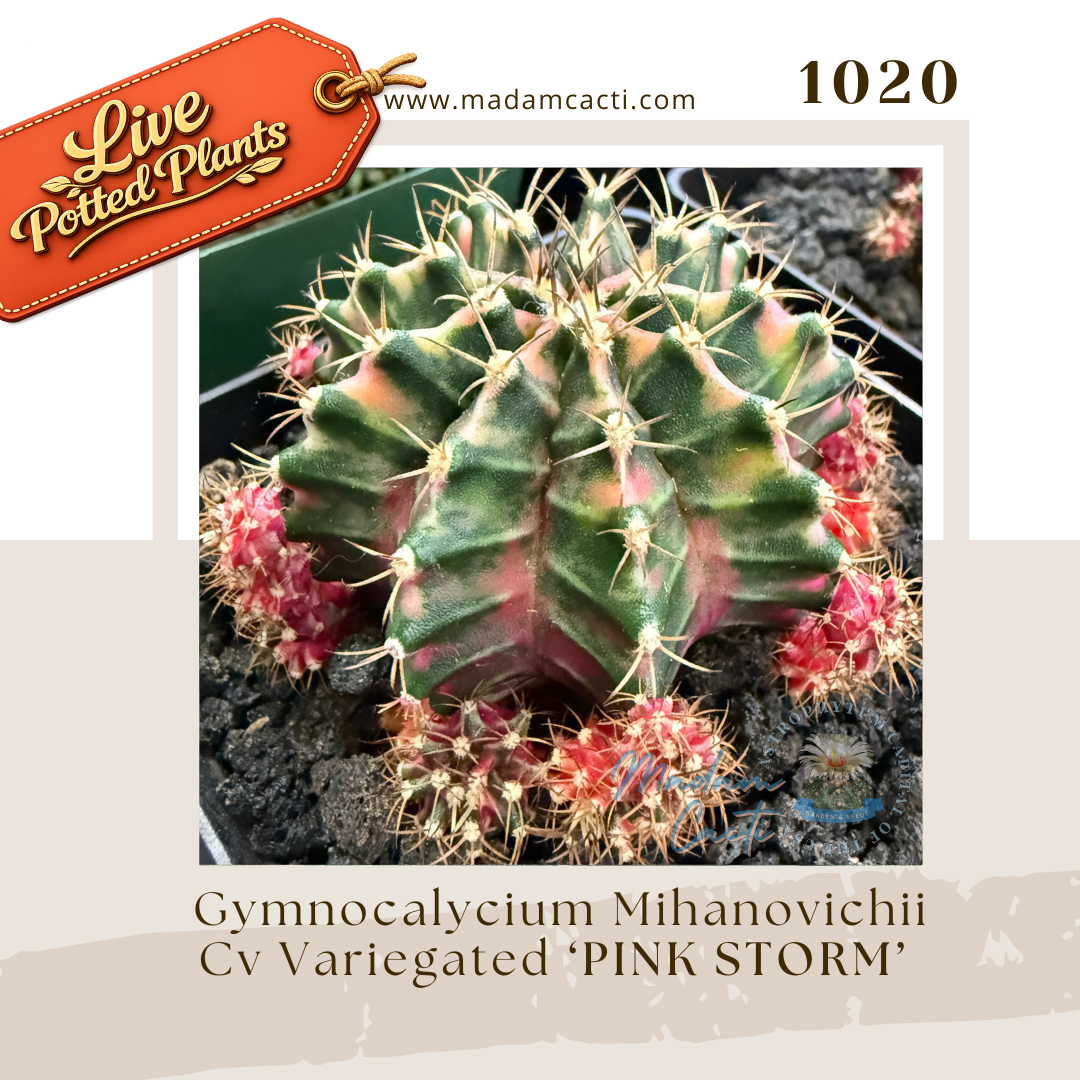 Live Potted Gymnocalycium (19).png