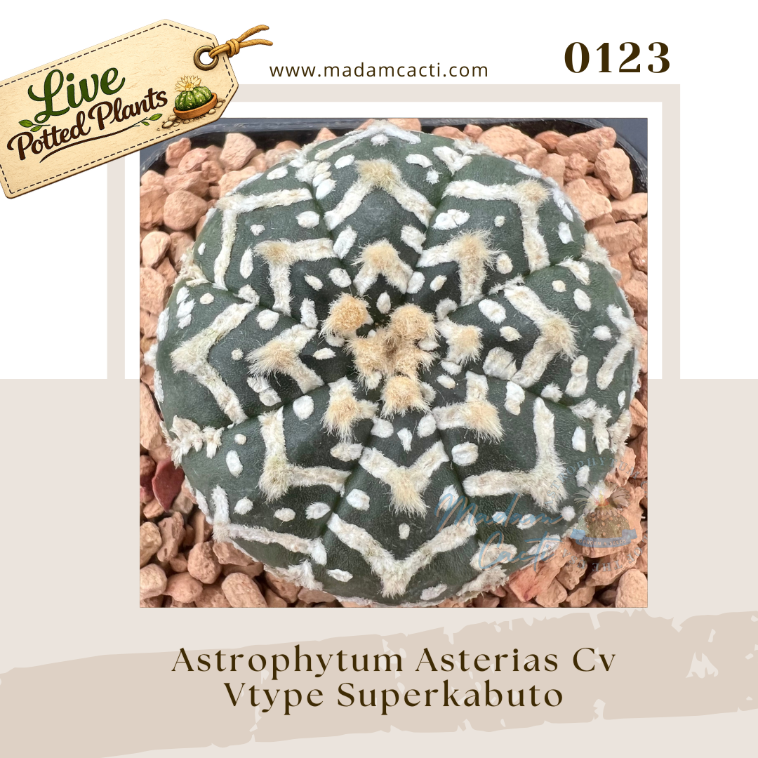 Asterias Live Plants (25).png