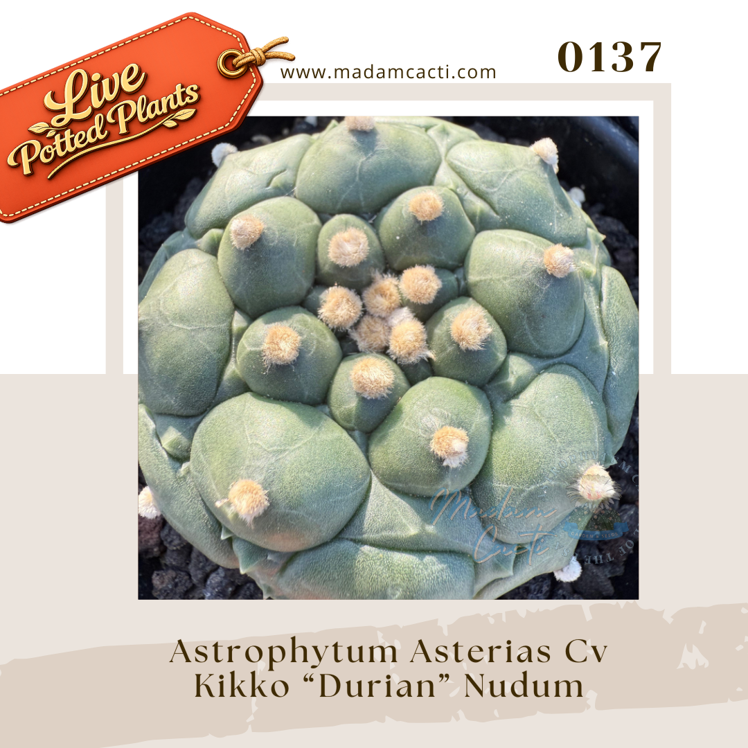 0137 – Astrophytum Asterias Cv. Kikko “Durian” Nudum Live Potted Plant