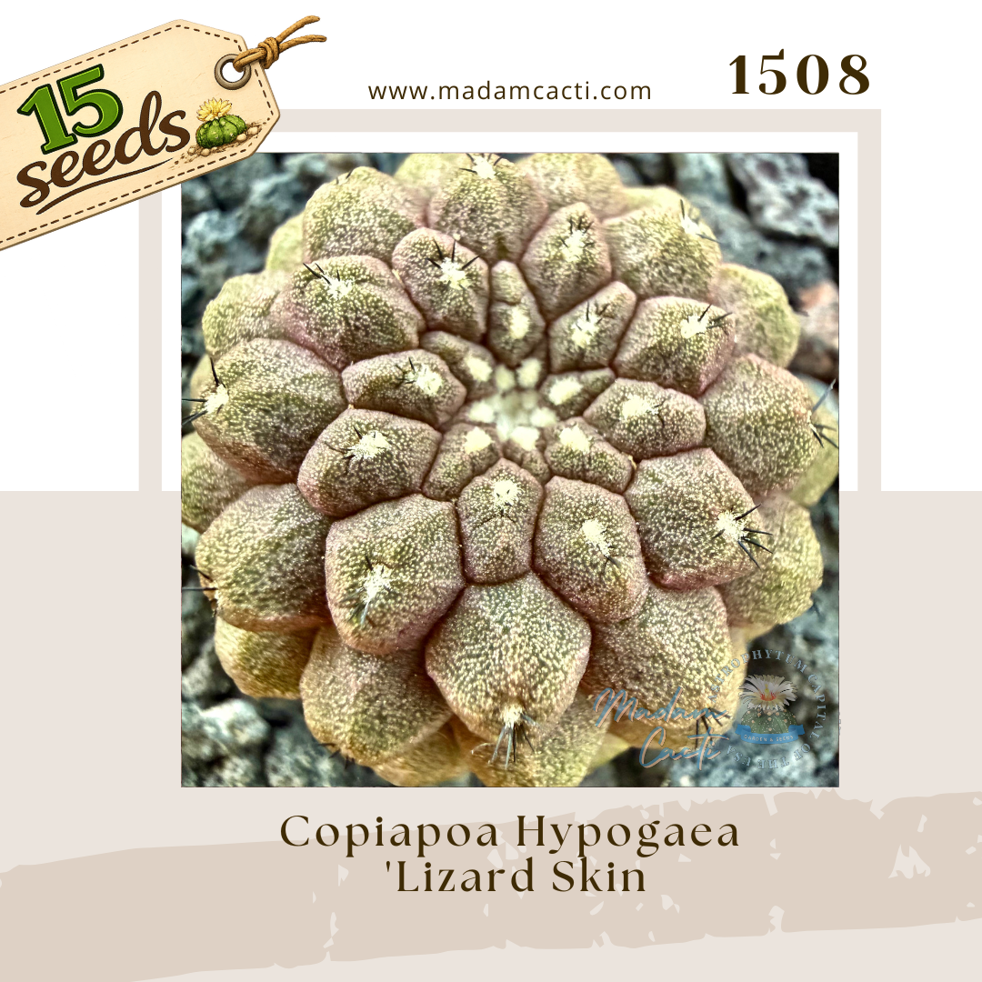 1508 – Copiapoa Hypogaea 'Lizard Skin' (15 Seeds)