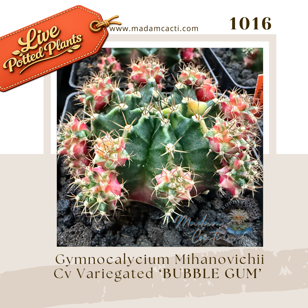 Live Potted Gymnocalycium (14).png