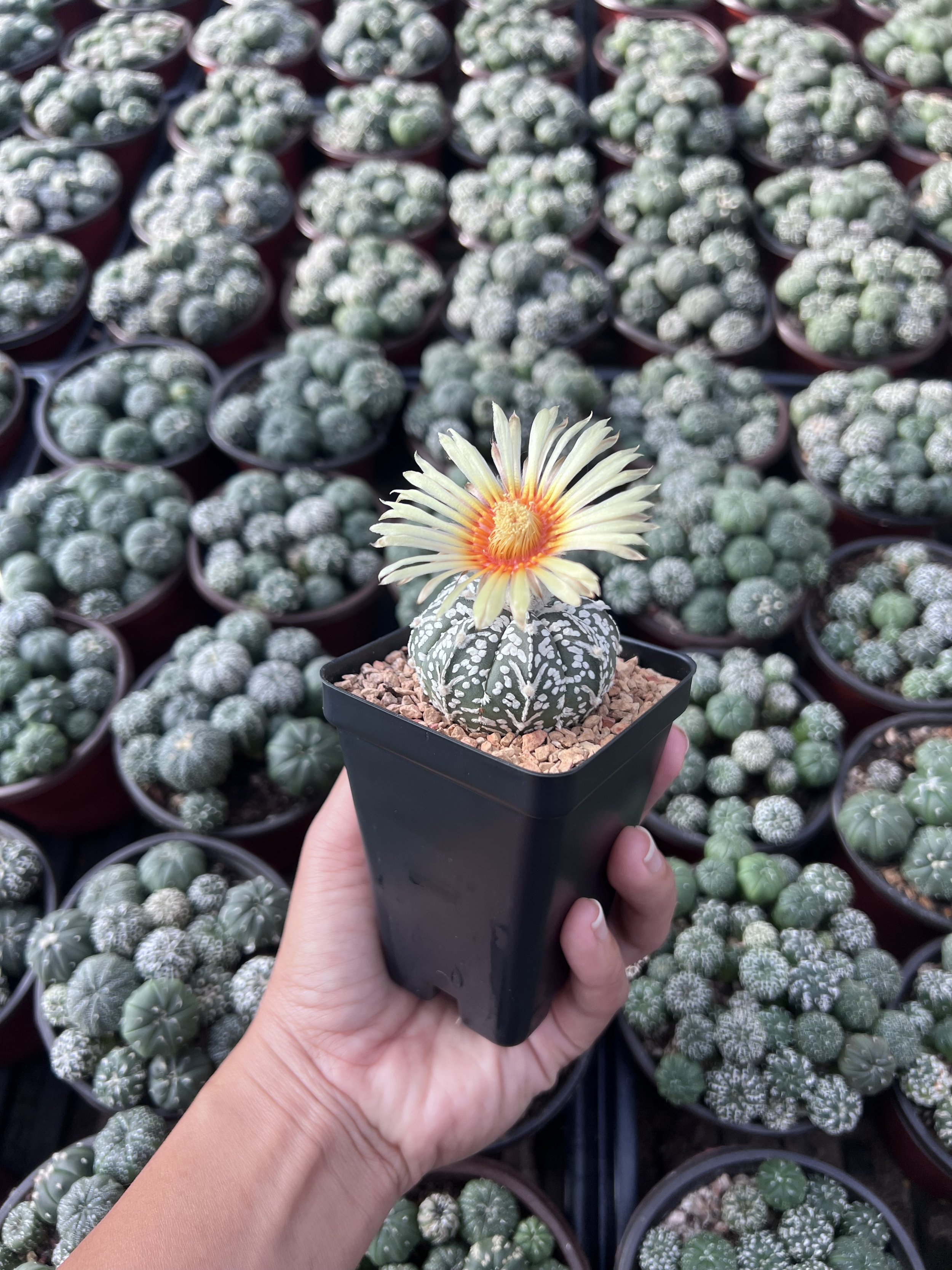 A hand holding a small potted cactus with a yellow flower, surrounded by many similar cacti in small pots in a greenhouse or nursery setting.