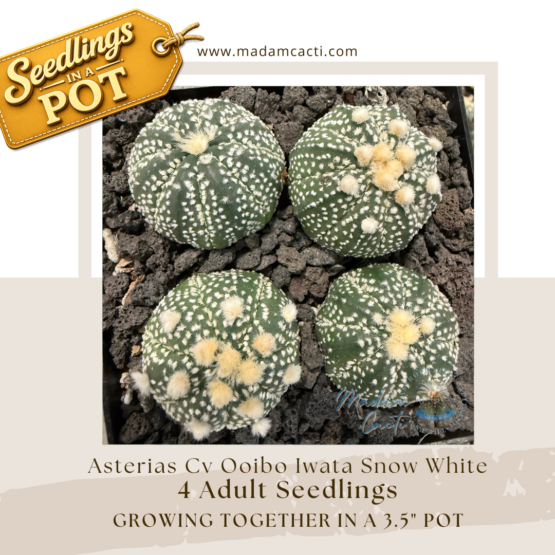 Seedlings In a Pot (8).png