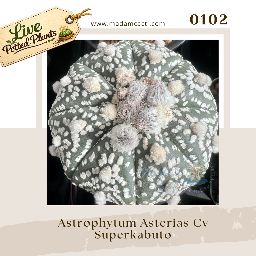 0102 – Astrophytum Asterias Cv. Superkabuto