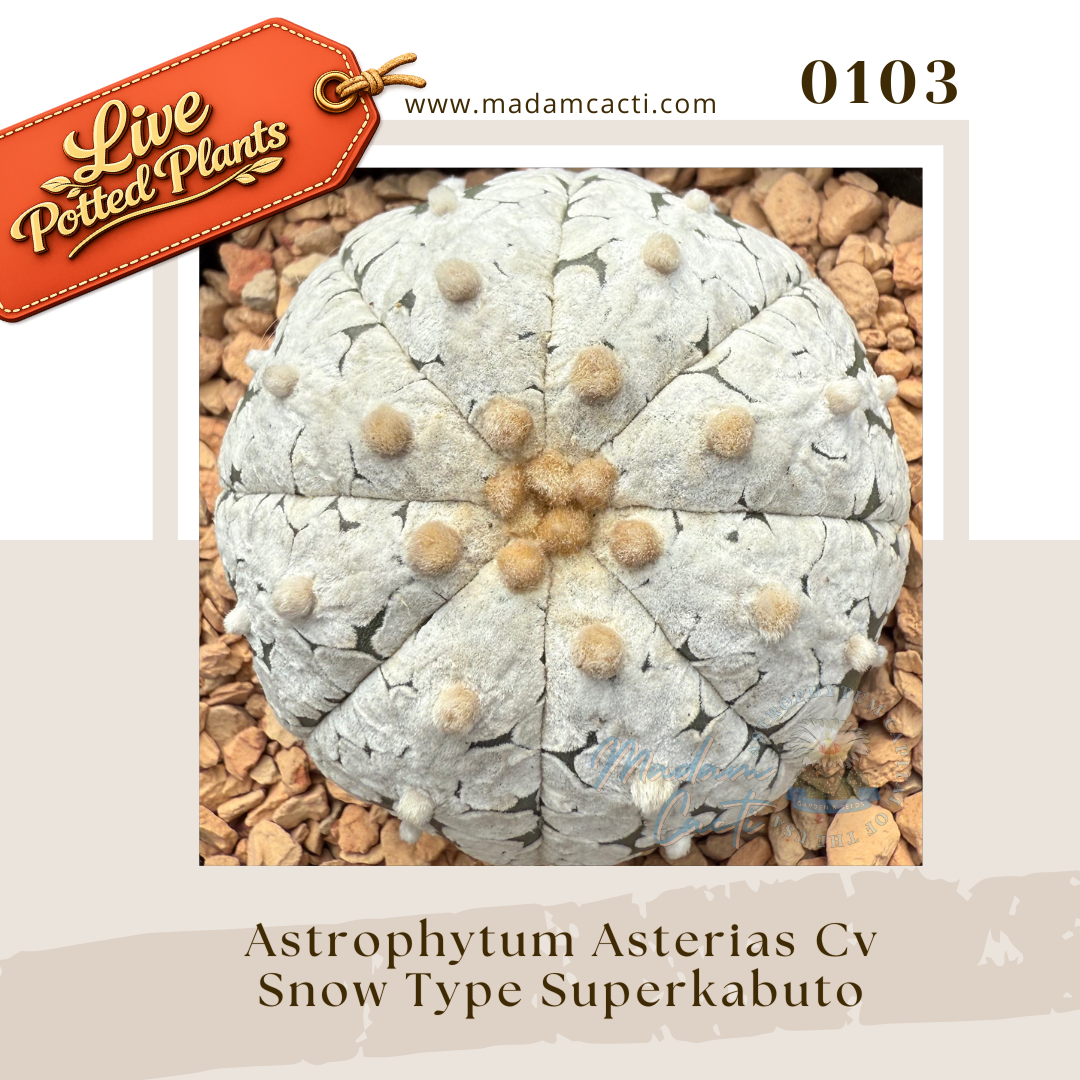 0103 – Astrophytum Asterias Cv. Snow Type Superkabuto