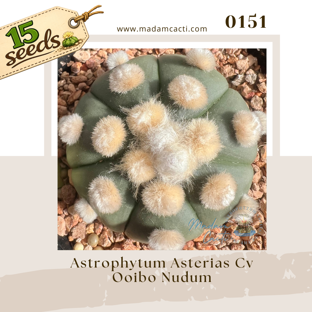 0151 – Astrophytum Asterias Cv. Ooibo Nudum (15 Seeds)