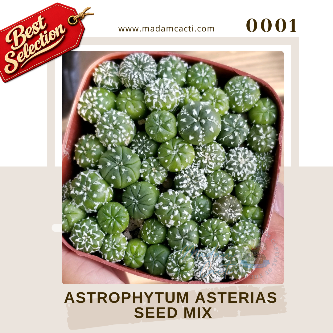 0001 – Astrophytum Asterias Seed Mix