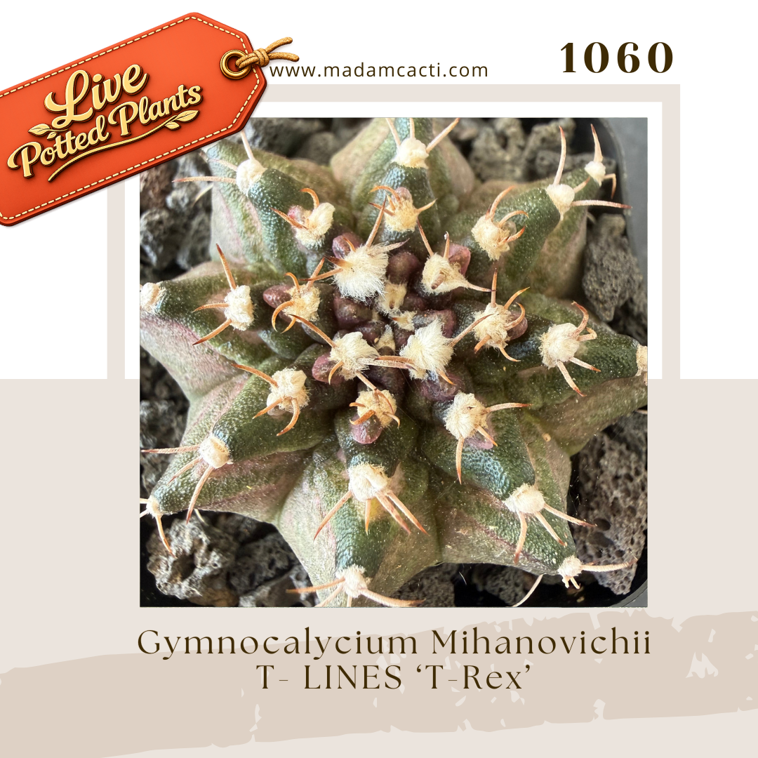 1060 – Gymnocalycium Mihanovichii T-Lines ‘T-Rex’ Live Potted Plant