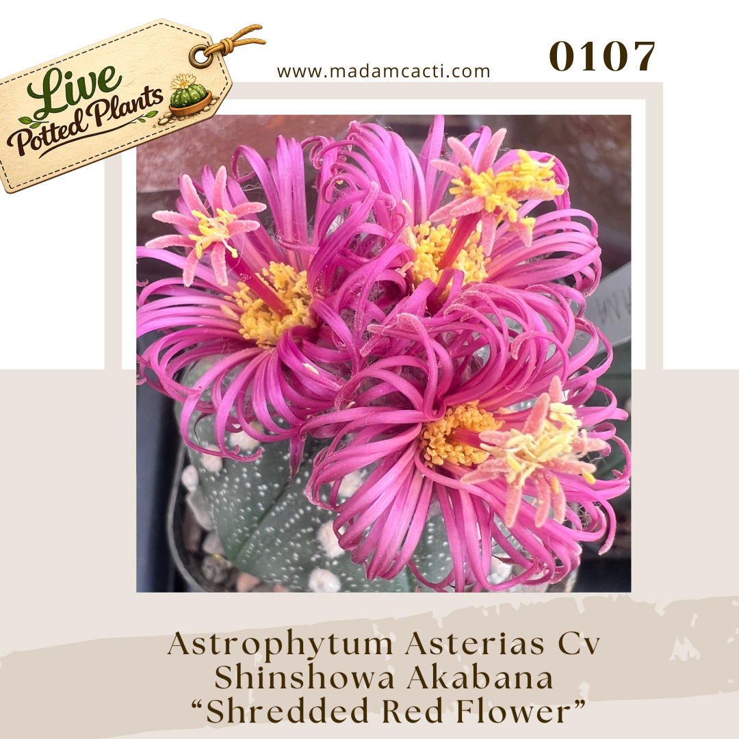 0107 – Astrophytum Asterias Cv Shinshowa Akabana “Shredded Red Flower”