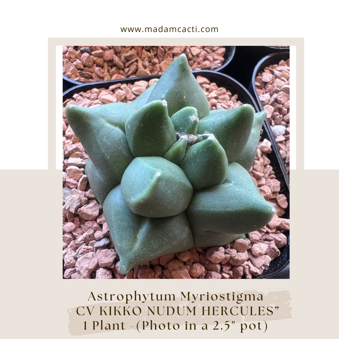 A. Myriostigma Cv Kikko Nudum "Hercules" Best Form  Madam Cacti
