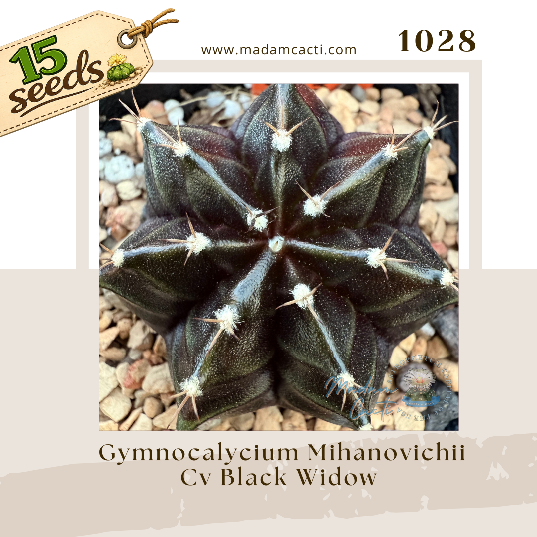 1028 – Gymnocalycium Mihanovichii Cv. Black Widow (15 Seeds)