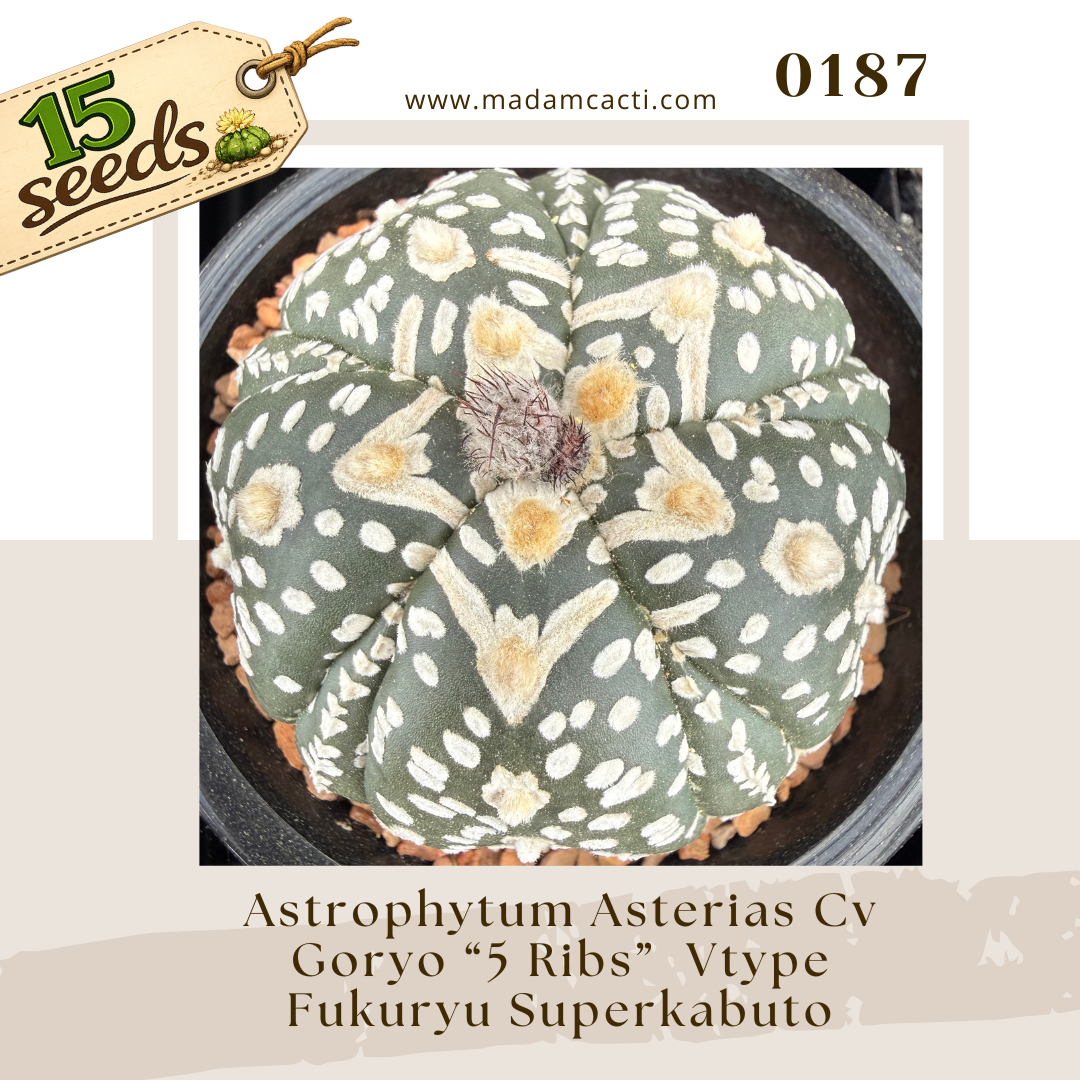 0187 – Astrophytum Asterias Cv. Goryo “5 Ribs” Vtype Fukuryu Superkabuto (15 Seeds)