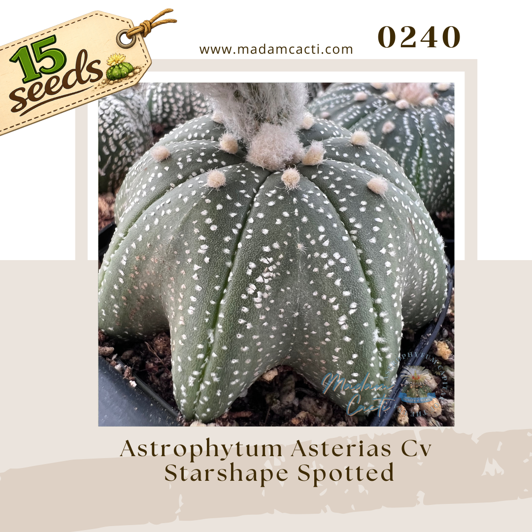 0240 – Astrophytum Asterias Cv. Starshape Spotted (15 Seeds)