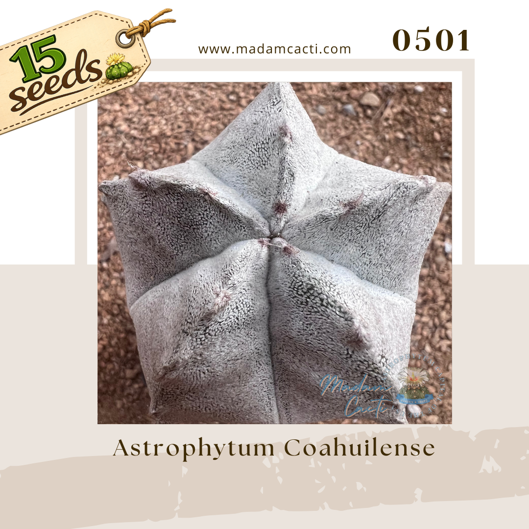 Seed Listing - Coahuilense (1).png
