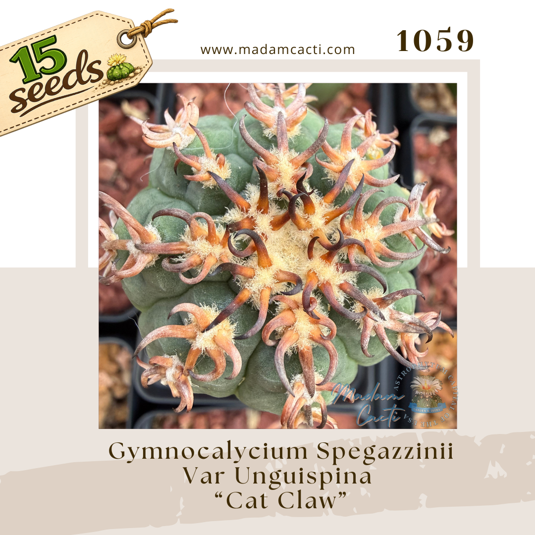 Seed Listing - Gymnocalycium.png