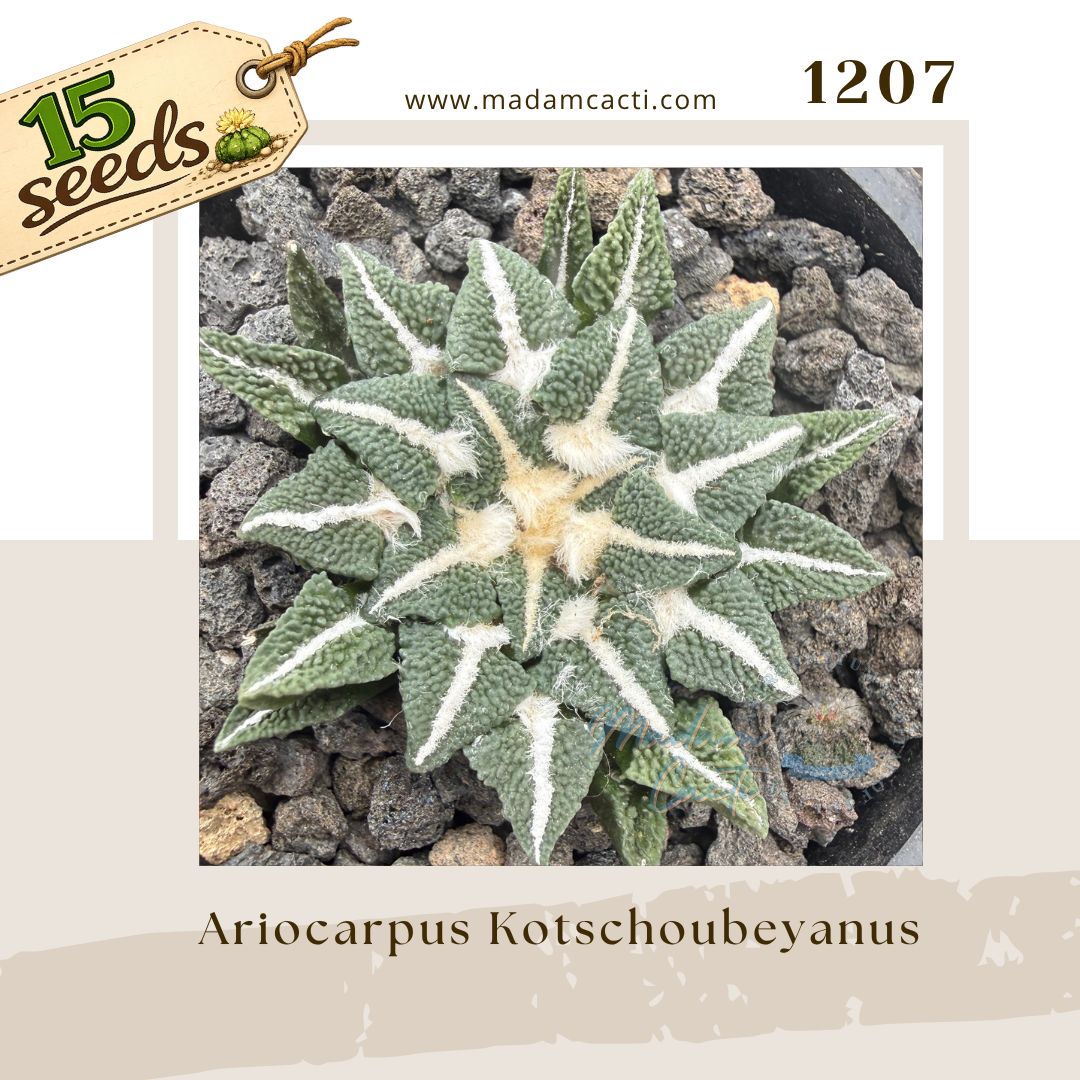 1207 – Ariocarpus Kotschoubeyanus (15 Seeds)
