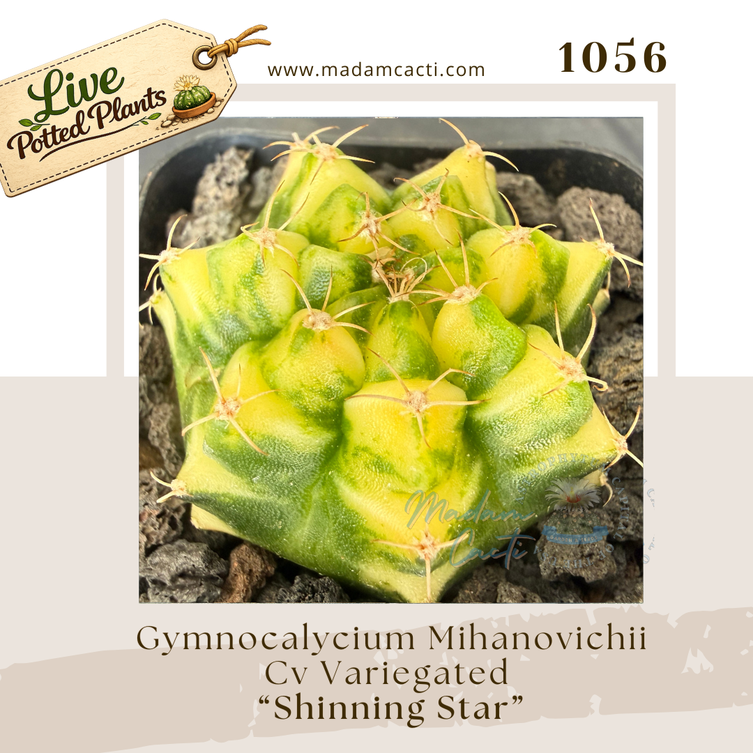1056 – Gymnocalycium Mihanovichii Cv. Variegated “Shinning Star”