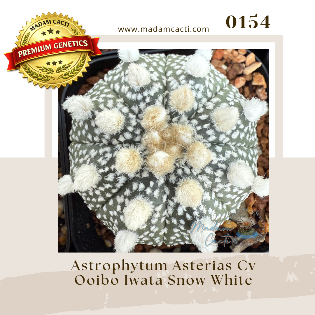 0154 – Astrophytum Asterias Cv. Ooibo Iwata Snow White (15 Seeds)