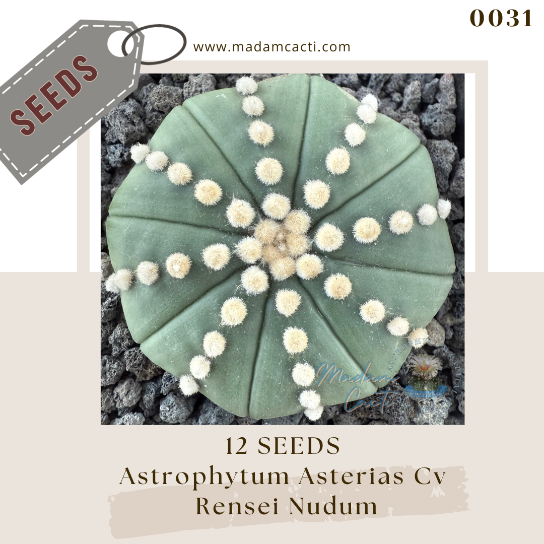 Seeds (4).png