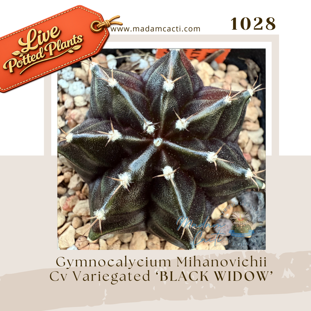1028 – Gymnocalycium Mihanovichii Cv. Variegated “Black Widow”