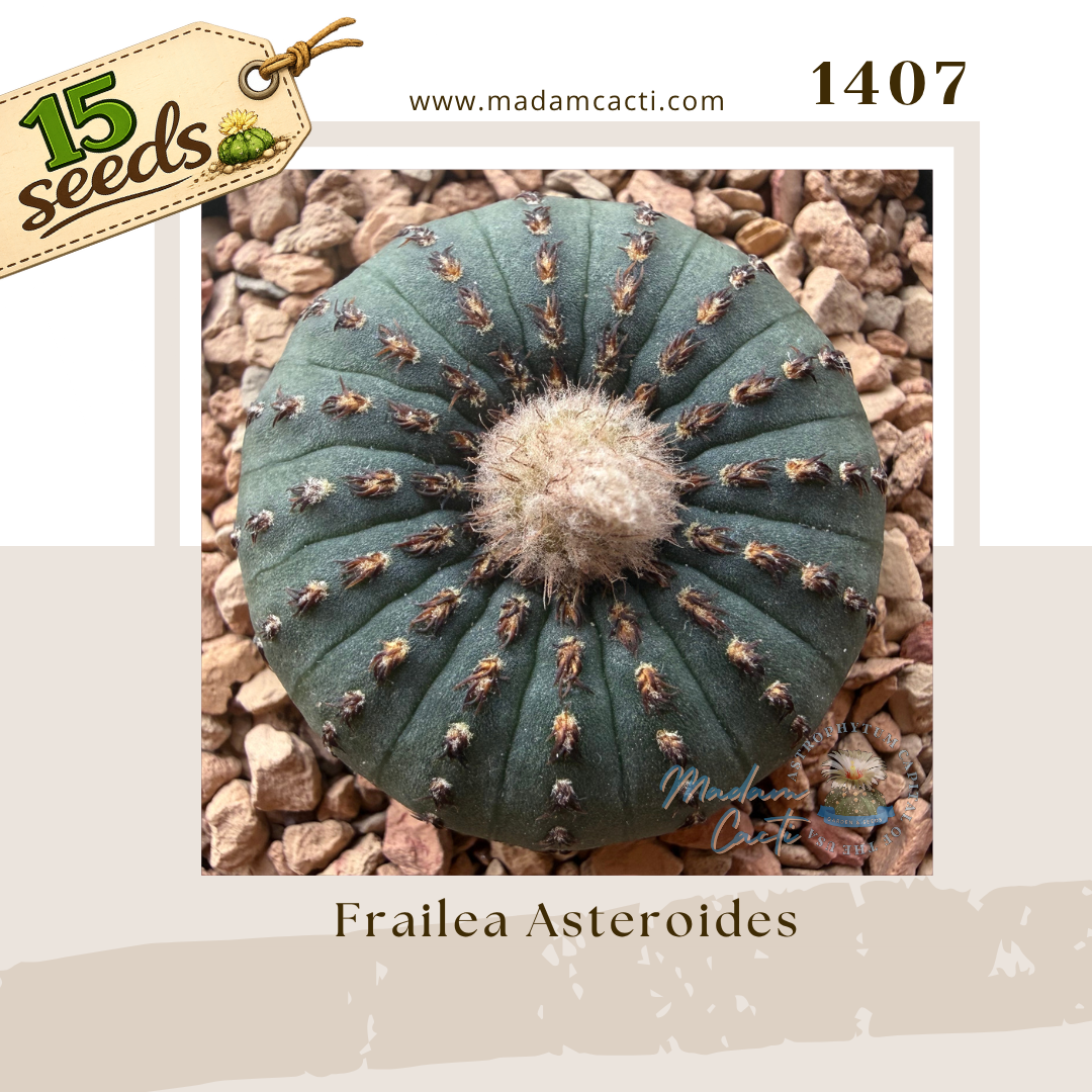 Seed Listing - Frailea (10).png
