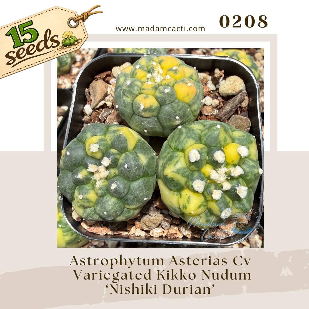 Seed Listing - ASTERIAS (6).png