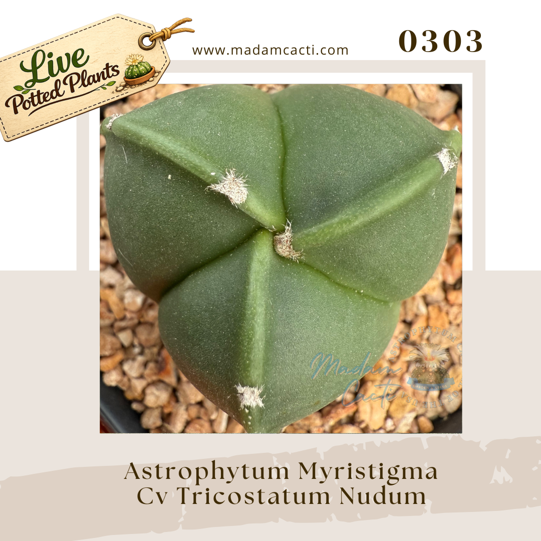 0303 – Astrophytum Myriostigma Cv. Tricostatum Nudum