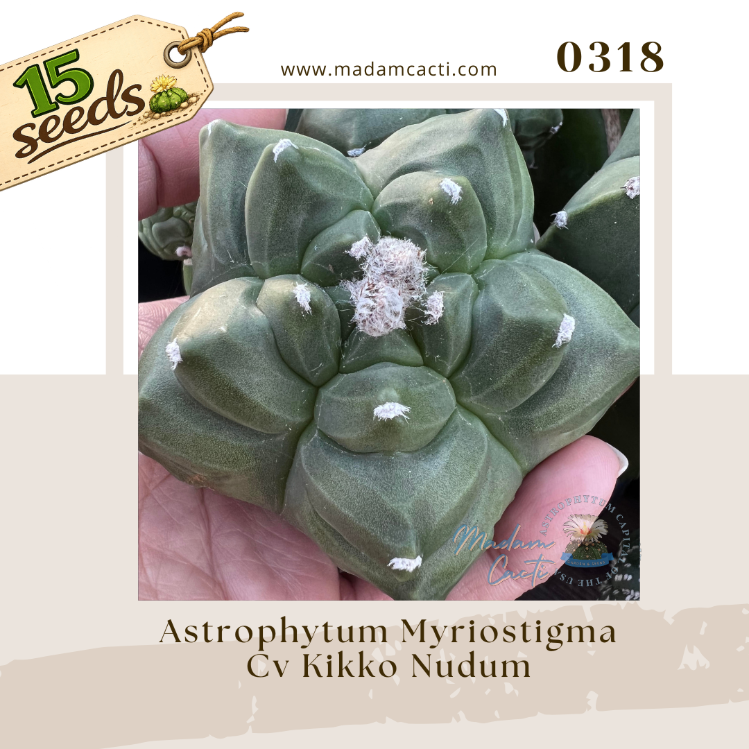 Seed Listing - Myriostigma (6).png