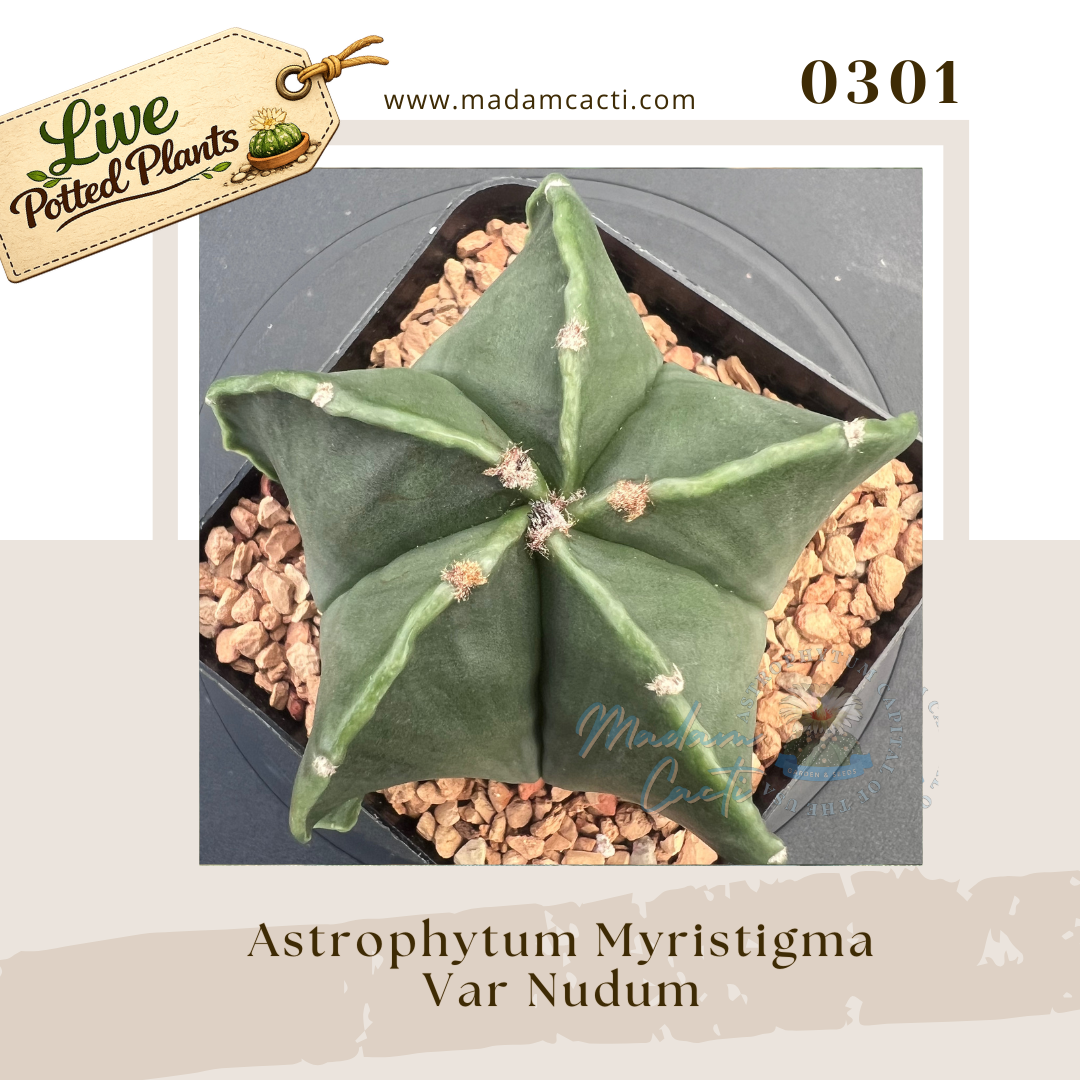 0301 – Astrophytum Myriostigma Var. Nudum