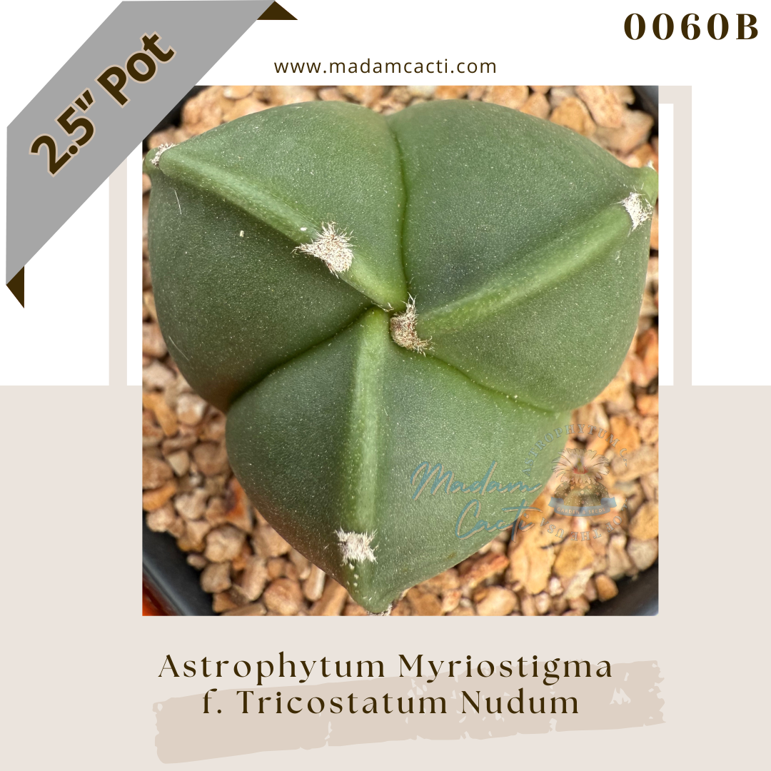0060B – Astrophytum Myriostigma Tricostatum Nudum 2.5'' Pot