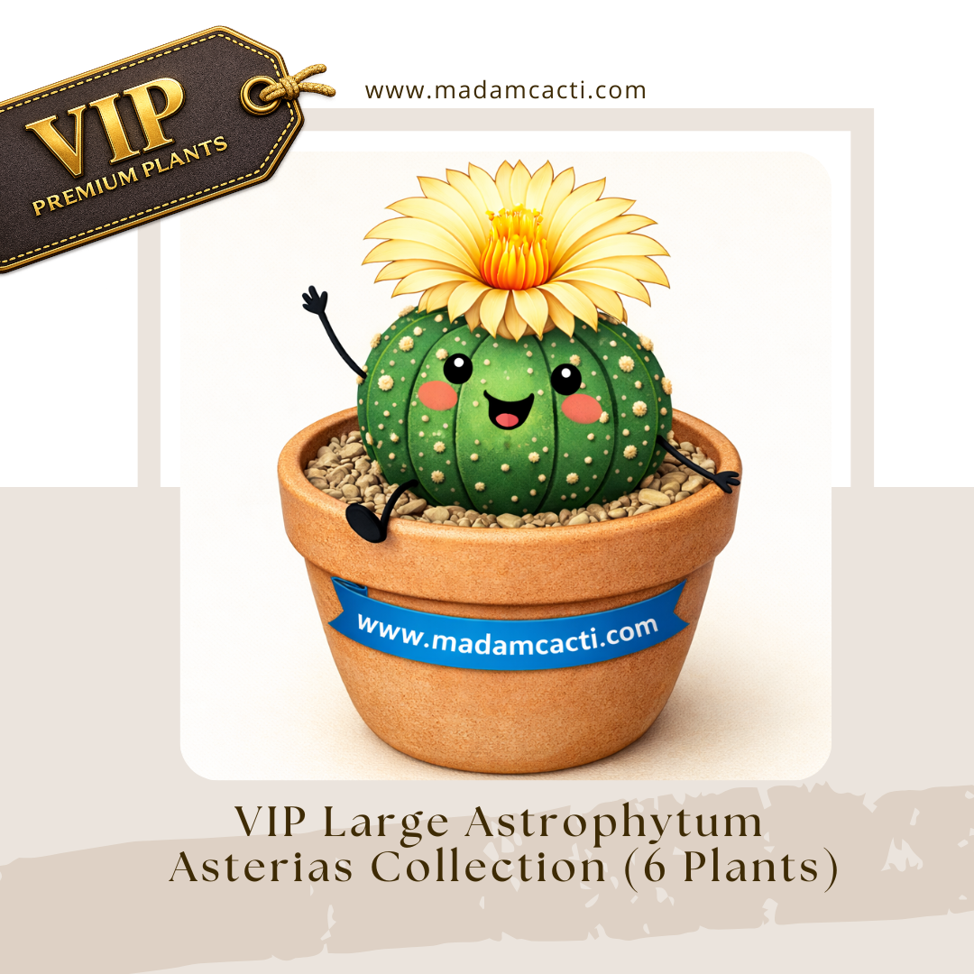 VIP Large Astrophytum Asterias Collection (6 Plants)