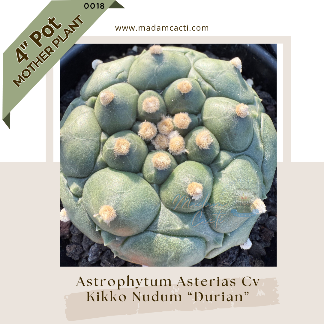0018C — Astrophytum asterias Cv. Kikko Nudum “Durian”