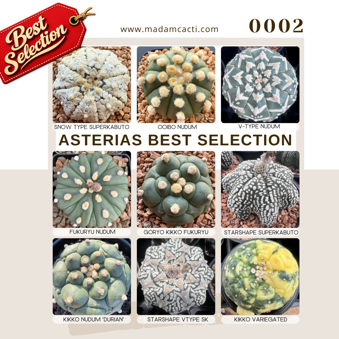 0002 – Astrophytum Asterias Best Selection Seed Mix