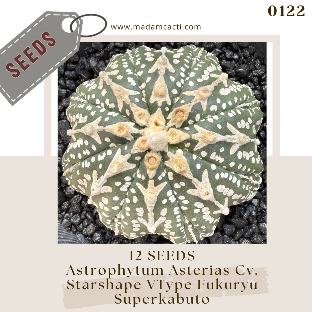 0122 Astrophytum Asterias Cv. Starshape V-Type Fukuryu Superkabuto  (12 Seeds)